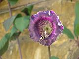 Cup Saucer Vine 